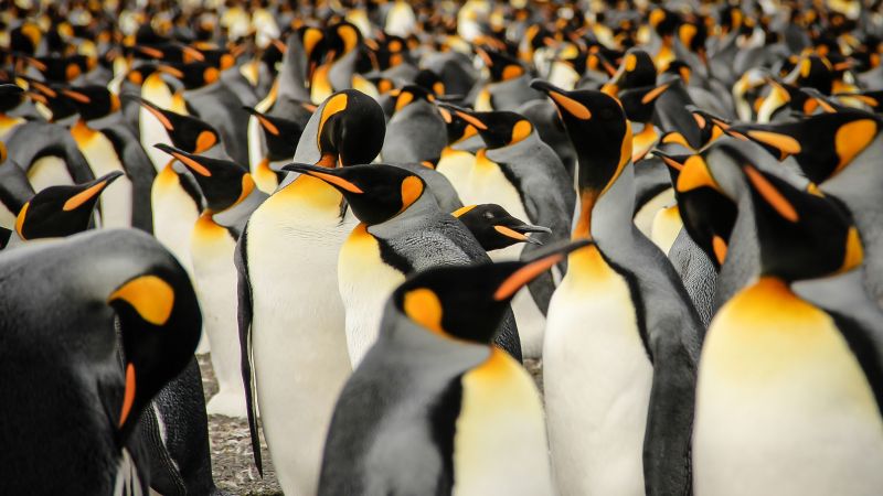 King penguins, South Georgia, birds, 2015 Sony World Photography Awards (horizontal)