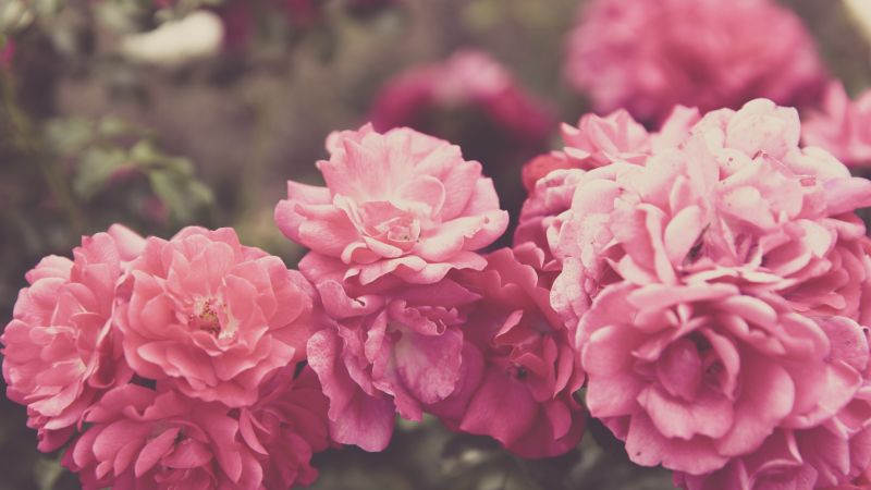 Roses, 4k, 5k wallpaper, 8k, flowers, pink (horizontal)