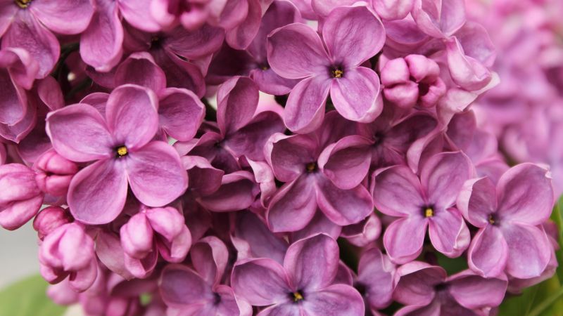 Lilac, 4k, 5k wallpaper, flowers, purple, macro (horizontal)