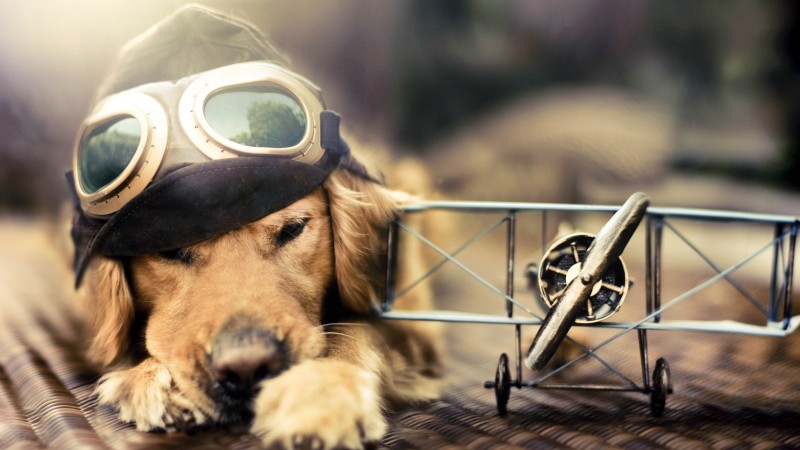 Puppy, Dog, plane, glasses, pet (horizontal)