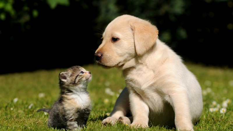 Friends, cat, dog, puppy, kitty, green, grass, sunny day, cute, pet (horizontal)