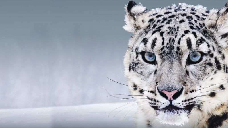 Snow Leopard, China, blue eyes, snow (horizontal)