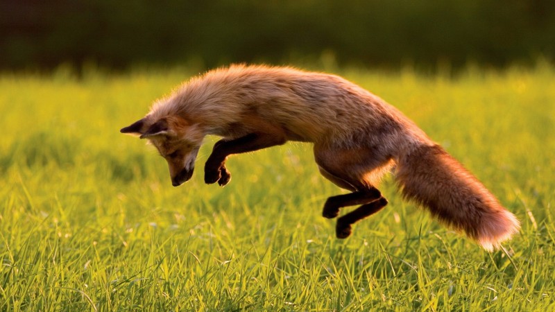Red Fox, green grass, jumping, sunny day, wild nature (horizontal)