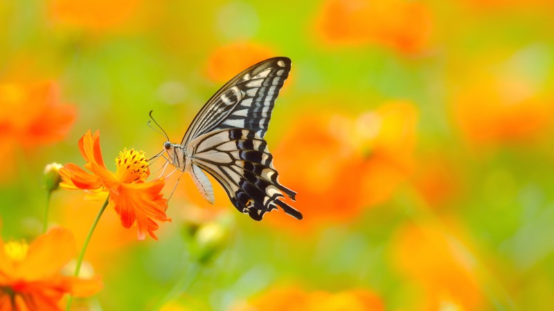 butterfly, 5k, 4k wallpaper, colorful, flowers, yellow, insects (horizontal)