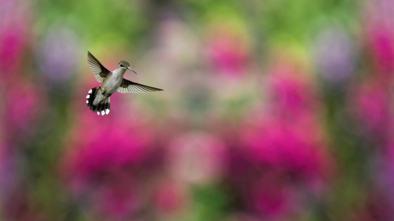 Bird, Hummingbird, humming-bird, colorful, blur (horizontal)