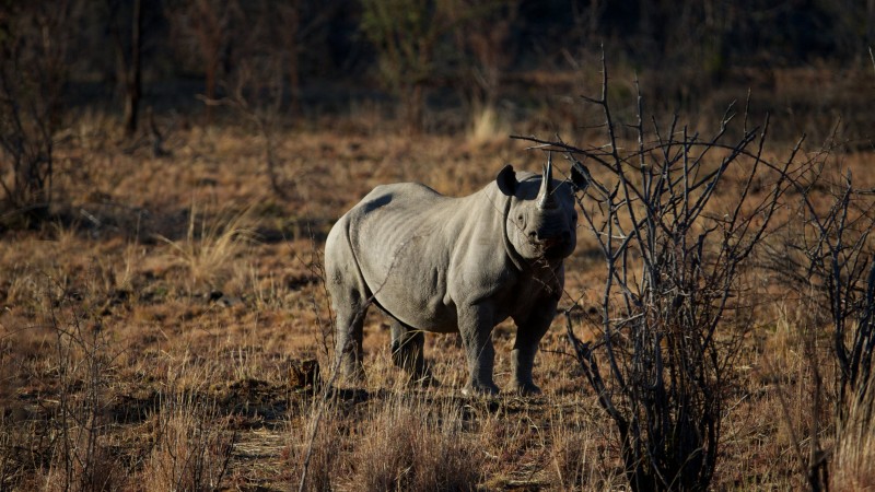 rhino, savanna, heat, brown background, nature (horizontal)