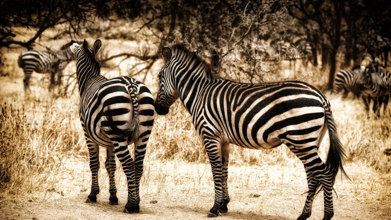 Zebra, serengeti, savanna, wild nature (horizontal)