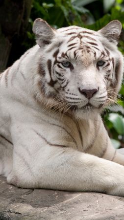 white tiger, nature, wild, animals (vertical)
