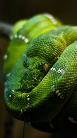 Python, Singapore, zoo, Emerald, Green, snake, eyes, close-up (vertical)