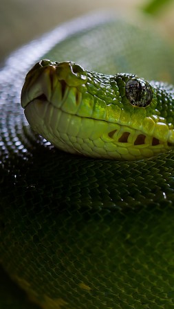 Python, Snake, Head, Scales, Green, Boa (vertical)