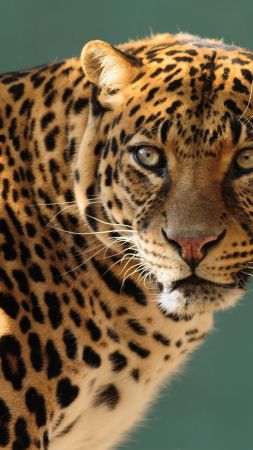 jaguar, wild, cat, face (vertical)
