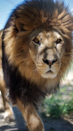 Lion, mane, step, nature, king of beasts, look, wild (vertical)