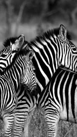 Zebra, Black & White (vertical)