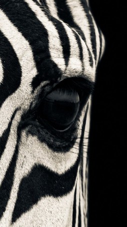 Zebra, eye, Black & White, couple, cute animals (vertical)