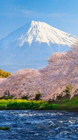 fuji, 4k, HD wallpaper, sakura, river, japan, travel, tourism, National Geographic Traveler Photo Contest (vertical)