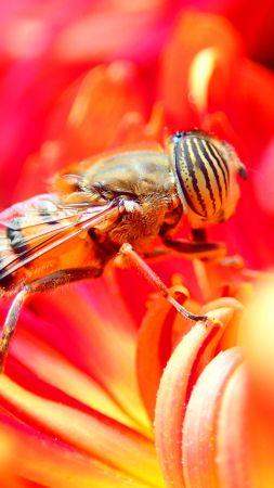 bee, flower, red, insects (vertical)