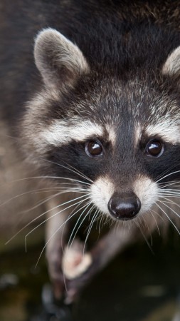 raccoon, eyes, look, fur, close-up, nature, animal (vertical)