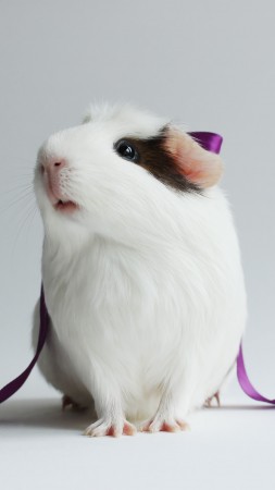 hamster, cute hamster, white, close-up, purple, ribbon, white background (vertical)