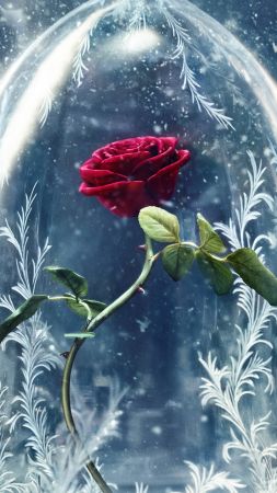 Beauty and the Beast, rose, red, best movies (vertical)
