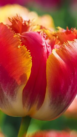 Tulips, flowers, 4k, 5k, android wallpaper, red, green (vertical)