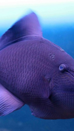 Grey triggerfish, Atlantic, Nova Scotia, Argentina, Mediterranean Sea, west coast of Africa, diving, tourism, purple fish, underwater, blue (vertical)