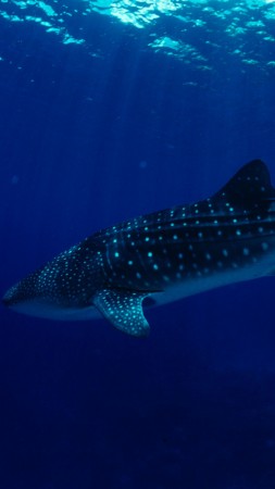 Philippines, South China Sea, Sharks, Whale Sharks, tourism, diving, underwater, blue sea, World's best diving sites (vertical)