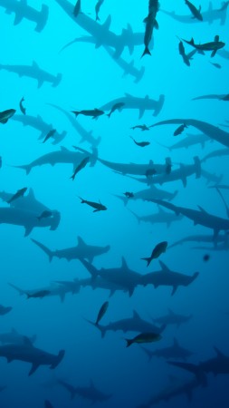 5k, 4k, Cocos Island, Costa Rica, underwater, diving, sharks (vertical)