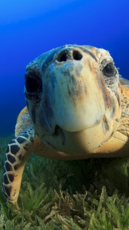 Hawksbill Sea Turtle, Bahamas, Atlantic, Pacific, Indian, Ocean, sealife, underwater, funny, diving, tourism, blue, World's best diving sites (vertical)