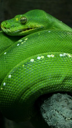 Python, Singapore, 4k, HD wallpaper, zoo, Emerald, Green, snake, eyes, close-up, tourism (vertical)