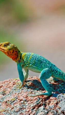 Crotaphytus collaris, Mexico, Lizard, colorful, stone, nature, tourism (vertical)