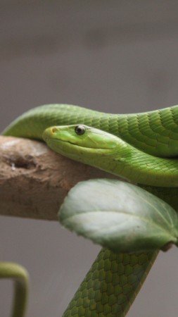 Green mamba, snake, leaves, New Orlean, LA, USA, zoo, travel, tourism, tree (vertical)