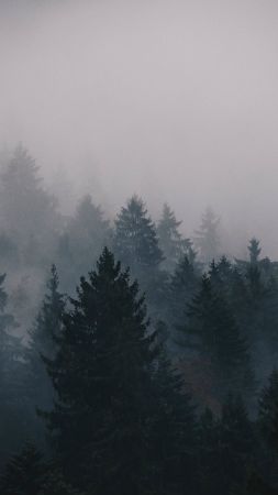 fog, 5k, 4k wallpaper, trees, forest (vertical)