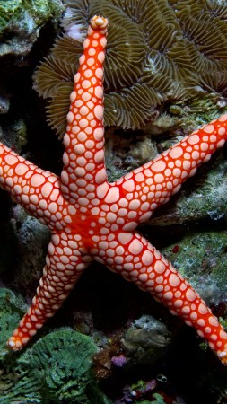 Fromia monilis, sea star, starfish, Indonesia, Indian, Pacific, ocean, sea, water, underwater, diving, tourism, red, World's best diving sites (vertical)