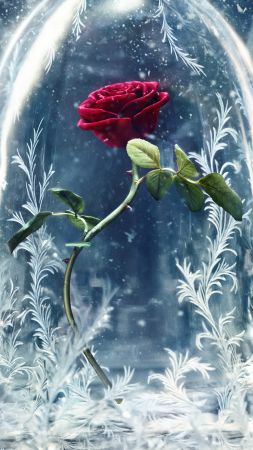 Beauty and the Beast, glass, rose, best movies (vertical)