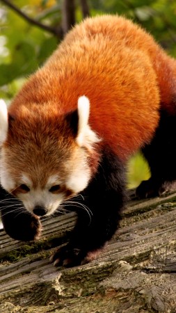 Red Panda, animal, nature, branch, green, fur, wild (vertical)