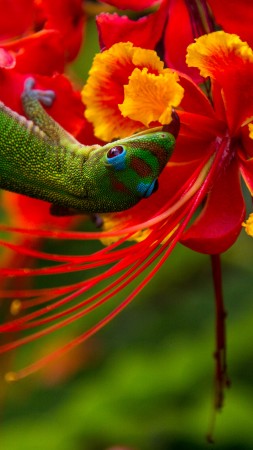 Lizard Hilo, Hawaii, lizard, green, flowers, red, nature, animal, reptiles (vertical)