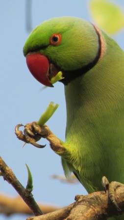 Indian ring parakeet, Australia, Great Britain, United States, tourism, green, bird, branch, nature (vertical)