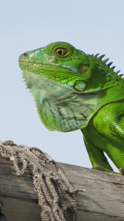 iguana, green, 4k (vertical)