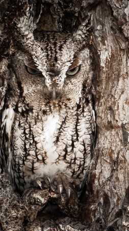 National Geographic, 4k, HD wallpaper, Owl, Hidden, Tree, Masking, Funny (vertical)