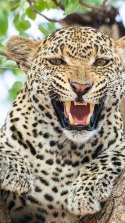 leopard, HD (vertical)