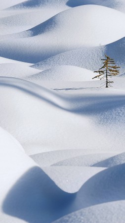 Snow, 4k, HD wallpaper, Snowdrift, Clean, Fir-tree (vertical)
