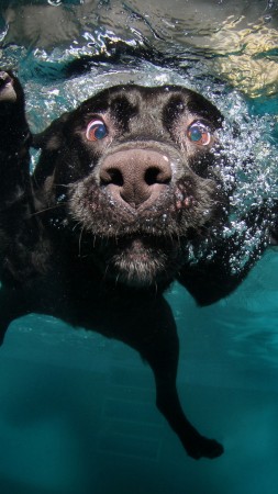 Dog, 5k, 4k wallpaper, puppy, black, underwater, funny, animal, pet, water bubbles (vertical)