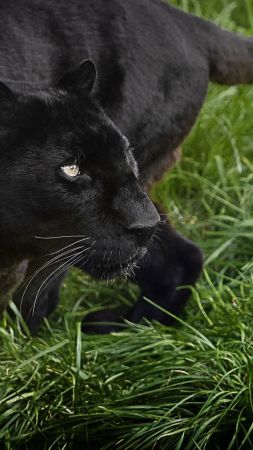 panther, black, 4k (vertical)