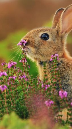 rabbit, cute animals, flowers, 4k (vertical)