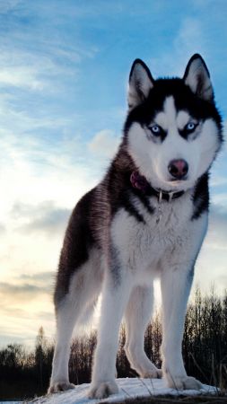 Husky, dog, cute animals, 4k (vertical)