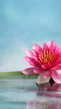 lotus, flower, bamboo, water, 5k (vertical)