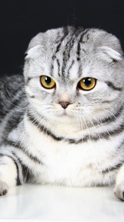 Scottish Fold, Cat, kitten, eyes, gray, wool, cute, animal, pet (vertical)
