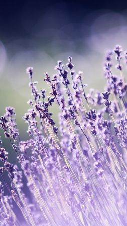lavender, flowers, 5k (vertical)