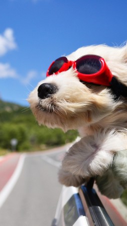 Dog, puppy, road, funny, glasses, hair, sky, nature (vertical)