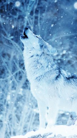 wolf, winter, snow, 4k (vertical)